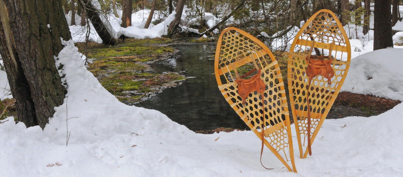 Snowshoes in West Grey.